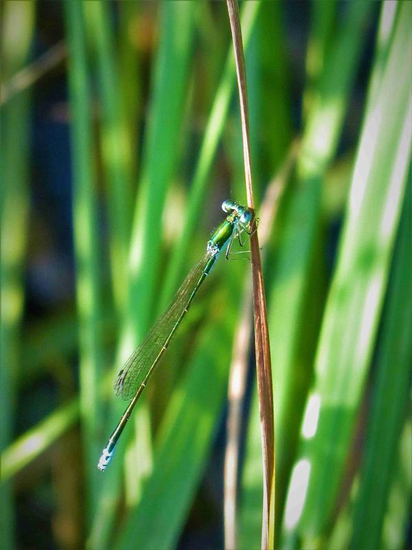 Photo of Sedge Sprite