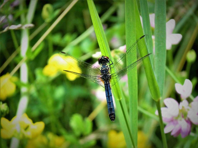 Photo of Blue Dasher