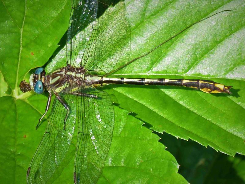 Photo of Lancet Clubtail