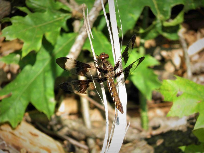 Photo of Common Whitetail