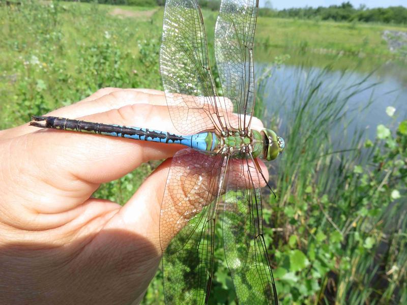 Photo of Common Green Darner