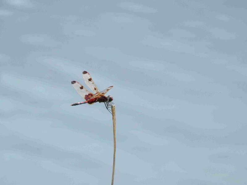 Photo of Calico Pennant
