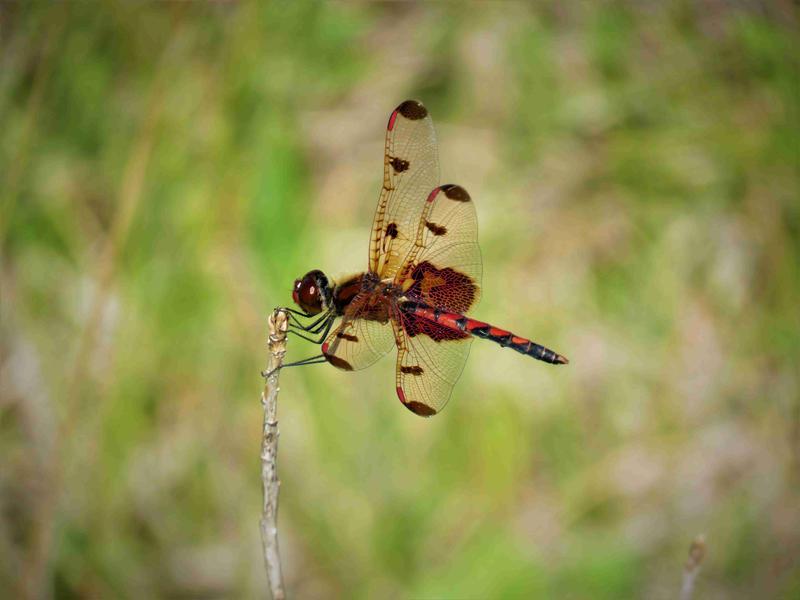Photo of Calico Pennant