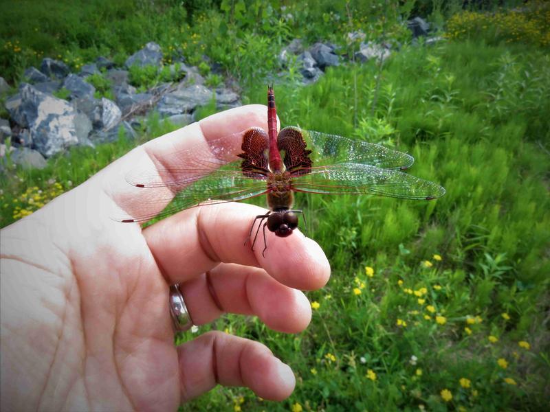 Photo of Red Saddlebags