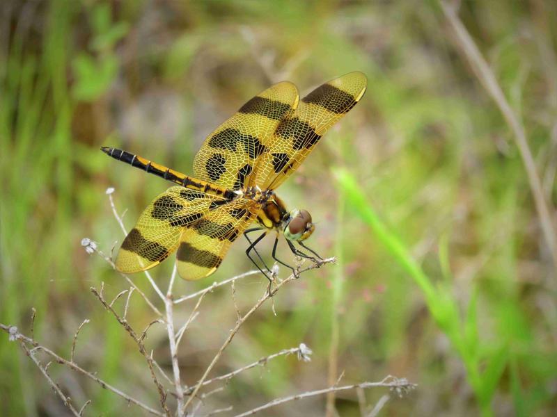 Photo of Halloween Pennant