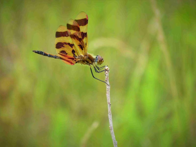 Photo of Halloween Pennant