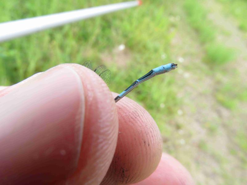 Photo of Marsh Bluet