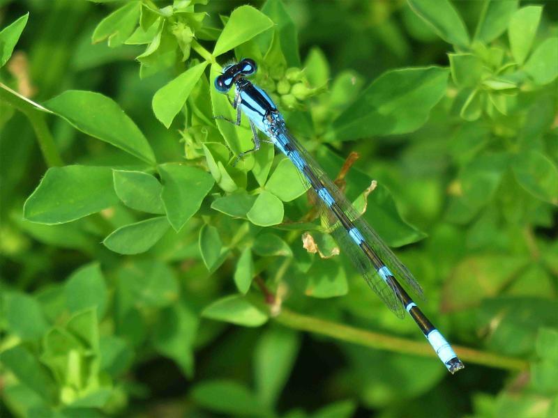 Photo of Tule Bluet