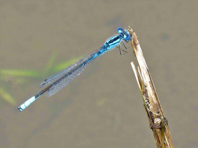 Photo of Azure Bluet