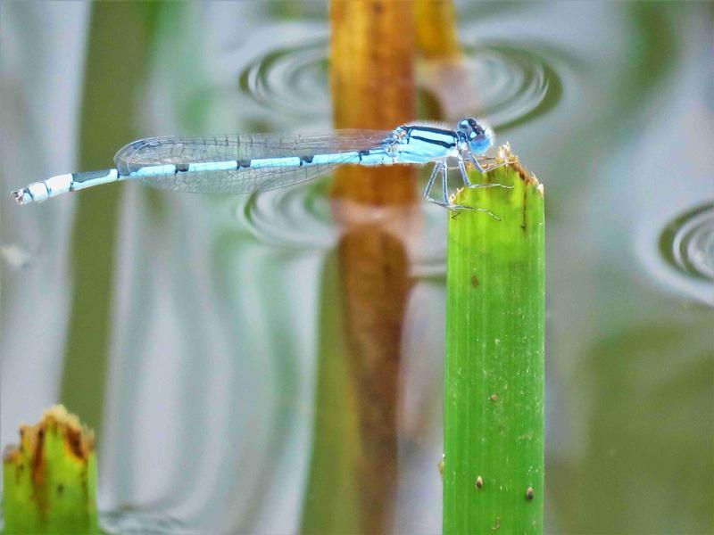 Photo of Familiar Bluet