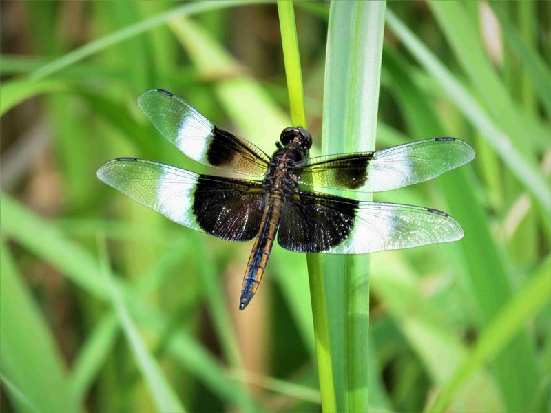 Photo of Widow Skimmer