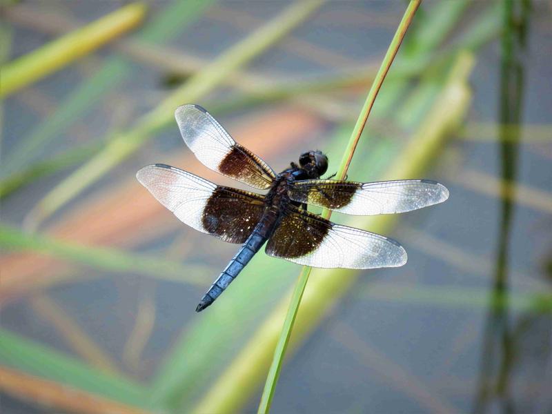 Photo of Widow Skimmer