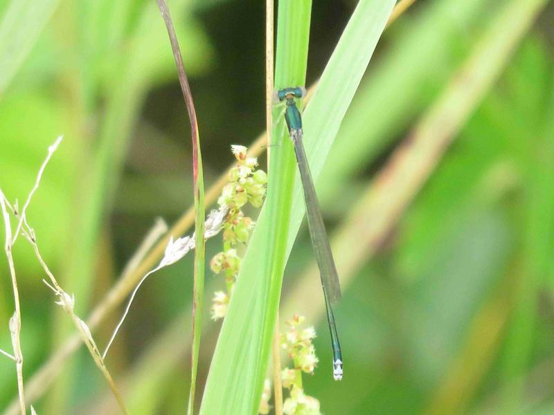 Photo of Sedge Sprite