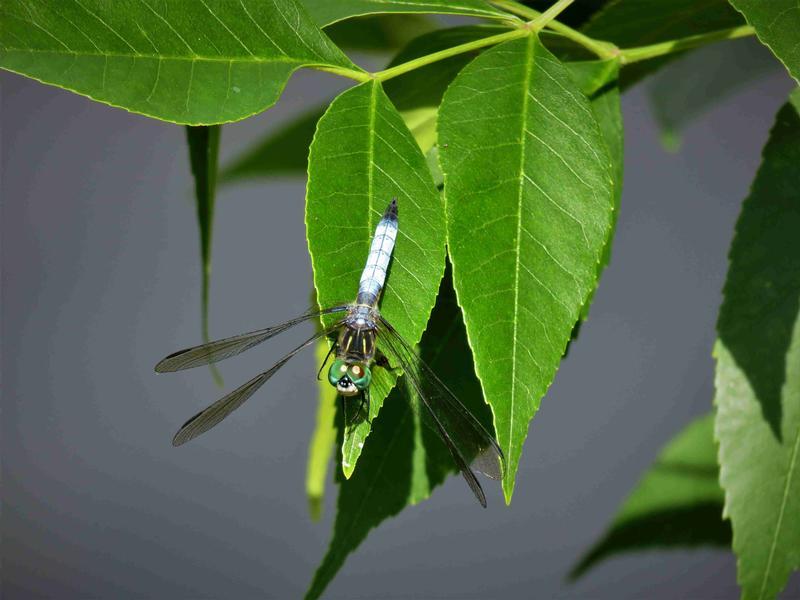 Photo of Blue Dasher