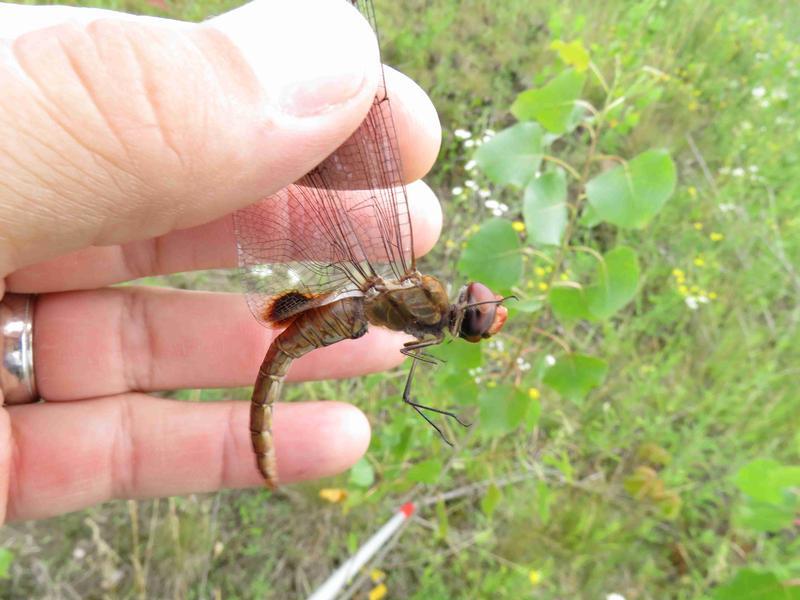 Photo of Spot-winged Glider