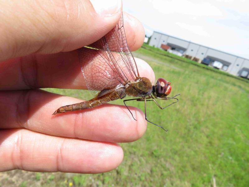 Photo of Spot-winged Glider