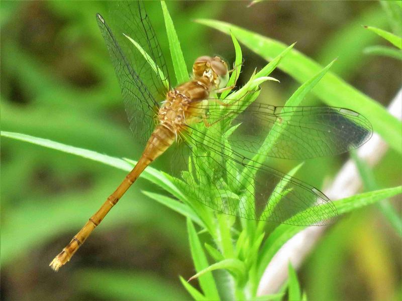 Photo of Autumn Meadowhawk