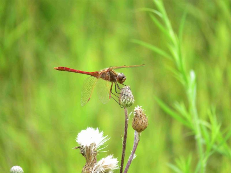 Photo of Saffron-winged Meadowhawk