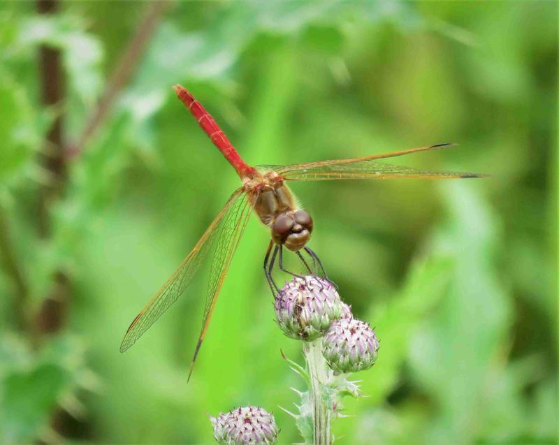 Photo of Saffron-winged Meadowhawk