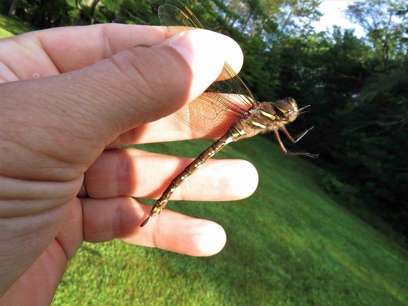 Photo of Shadow Darner