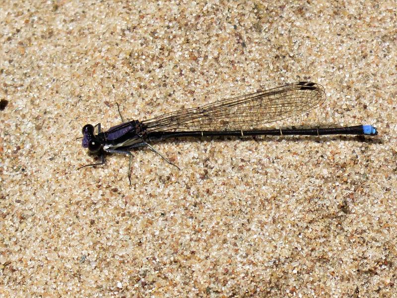 Photo of Blue-tipped Dancer