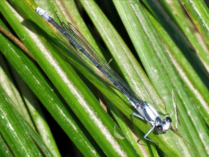 Photo of Powdered Dancer