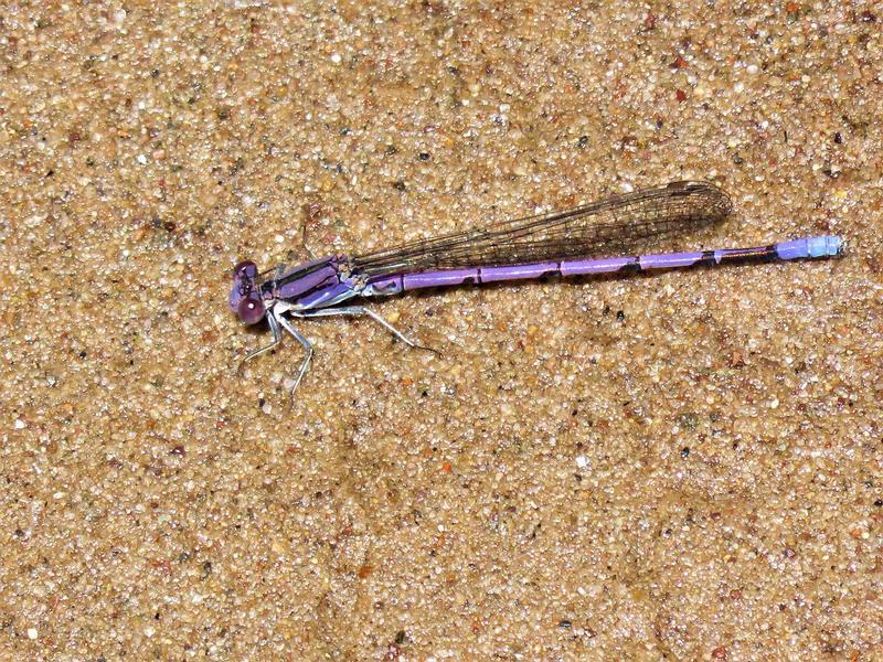 Photo of Variable Dancer (Violet Dancer ssp.)