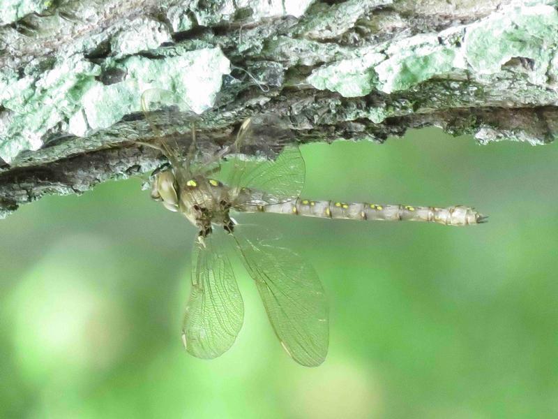 Photo of Fawn Darner