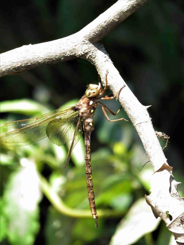 Photo of Fawn Darner