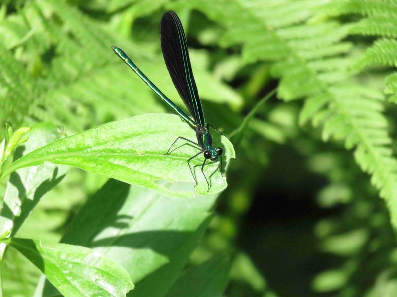 Photo of Ebony Jewelwing