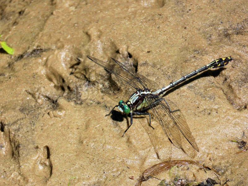 Photo of Black-shouldered Spinyleg