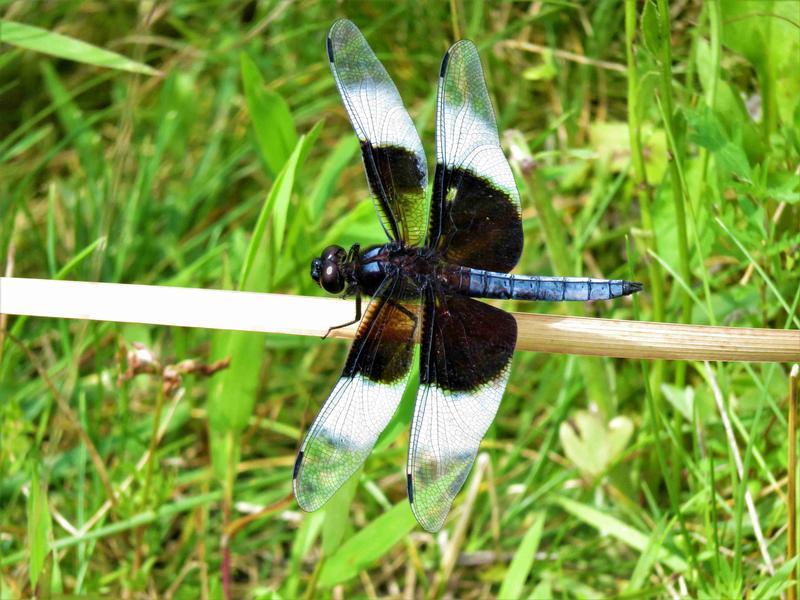 Photo of Widow Skimmer