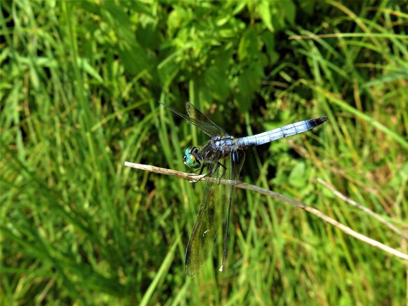 Photo of Blue Dasher