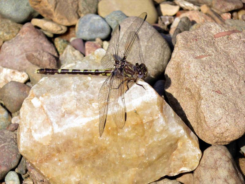 Photo of Common Sanddragon