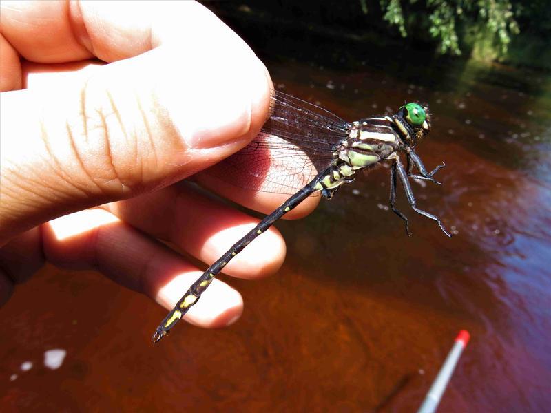 Photo of Arrow Clubtail