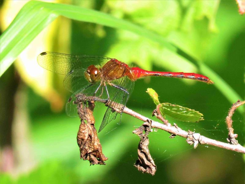 Photo of Ruby Meadowhawk