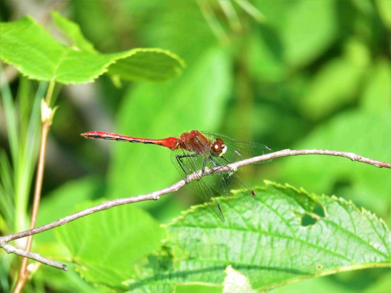 Photo of White-faced Meadowhawk