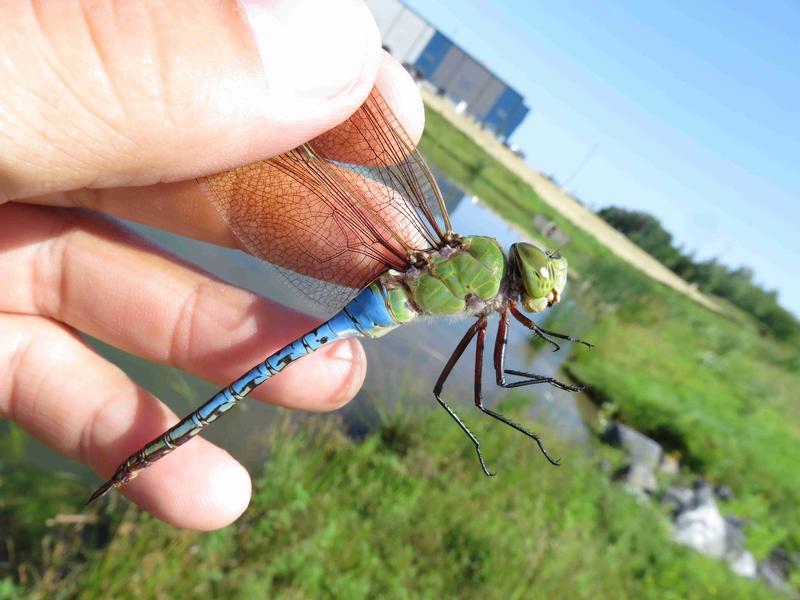 Photo of Common Green Darner