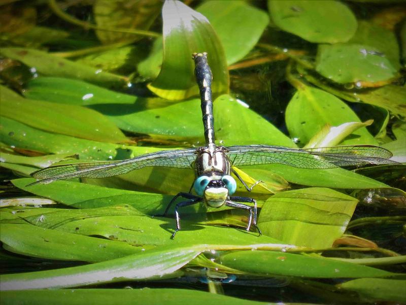 Photo of Lilypad Clubtail