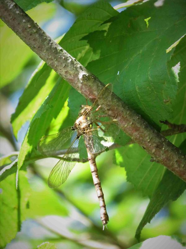 Photo of Fawn Darner