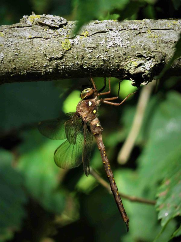 Photo of Fawn Darner