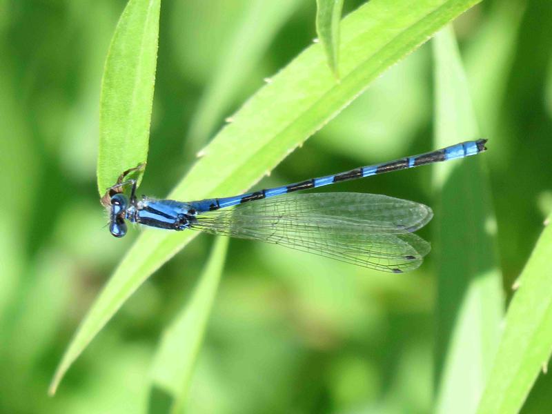 Photo of Tule Bluet