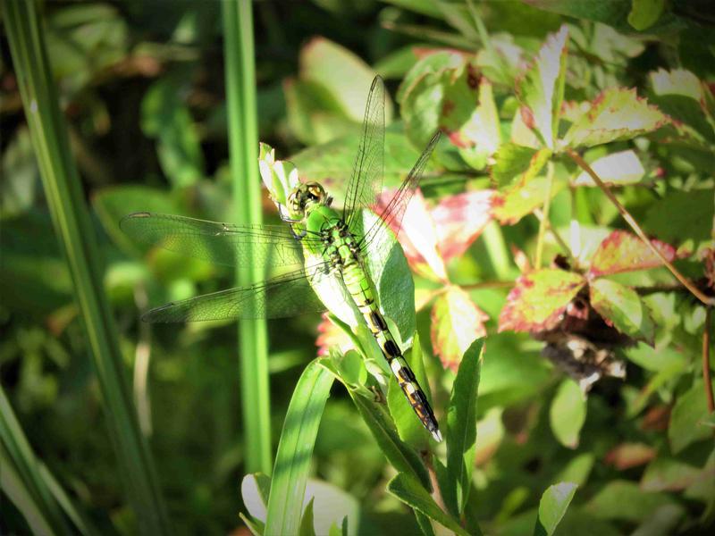 Photo of Eastern Pondhawk