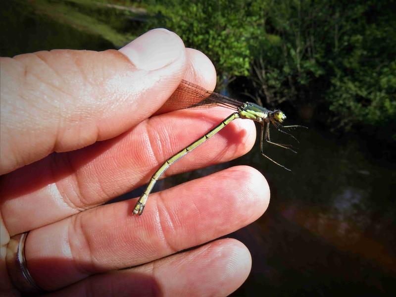 Photo of Amber-winged Spreadwing