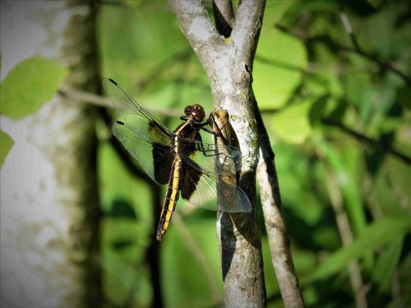 Photo of Widow Skimmer