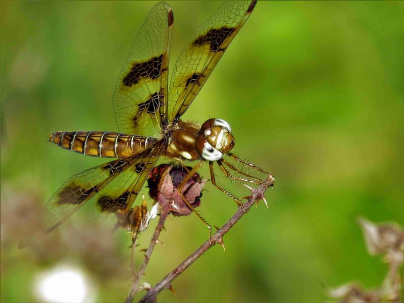 Photo of Eastern Amberwing