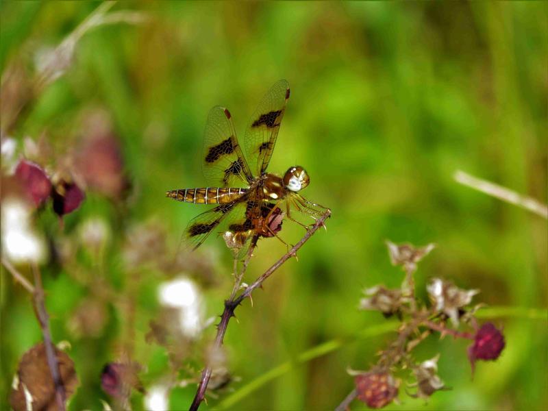Photo of Eastern Amberwing