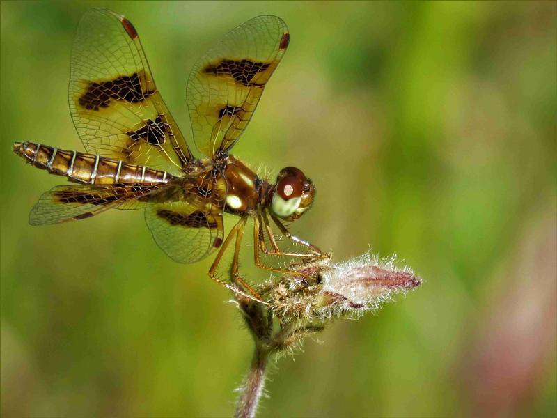 Photo of Eastern Amberwing