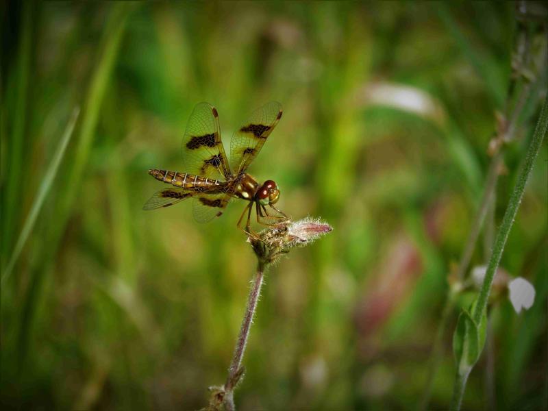 Photo of Eastern Amberwing