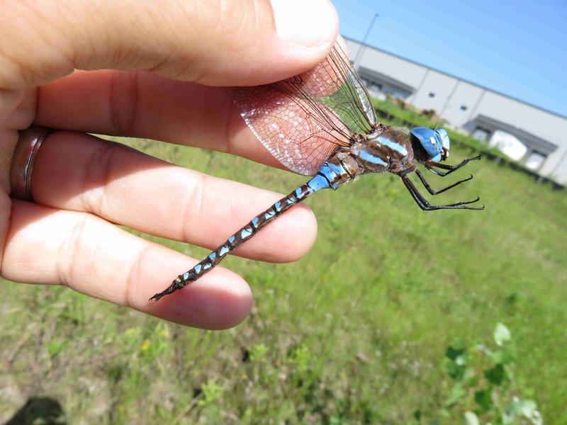 Photo of Blue-eyed Darner